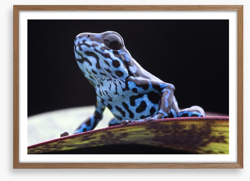 Reptiles / Amphibian