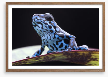 Reptiles / Amphibian