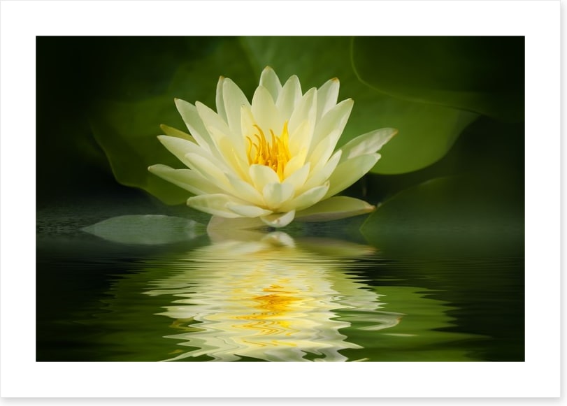 Water lily reflection