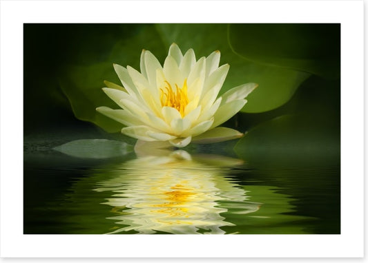 Water lily reflection
