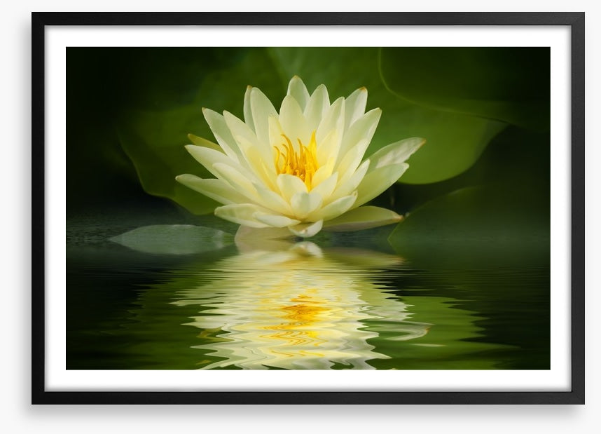 Water lily reflection