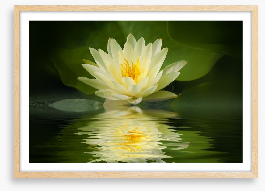 Water lily reflection