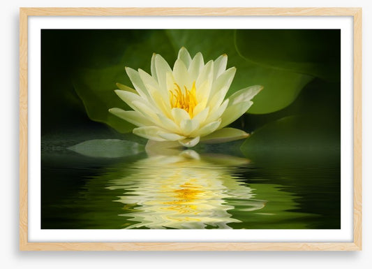 Water lily reflection