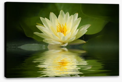 Water lily reflection