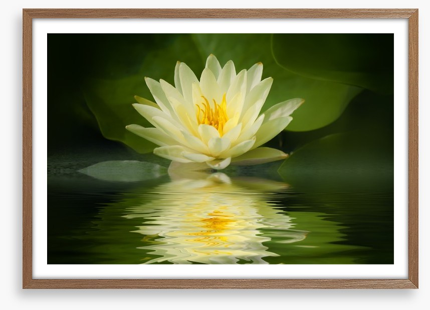 Water lily reflection