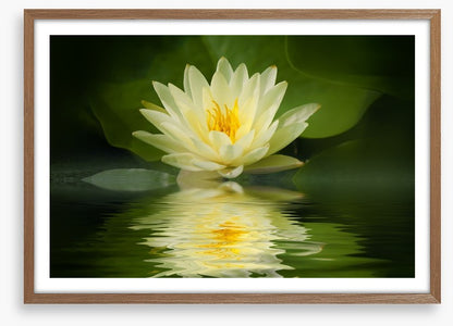 Water lily reflection
