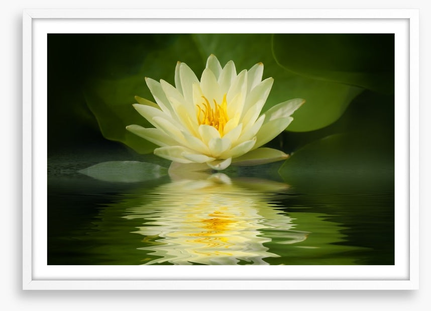 Water lily reflection