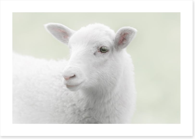A little sheepish