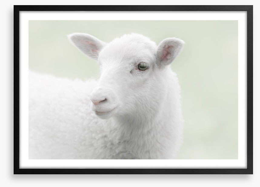A little sheepish