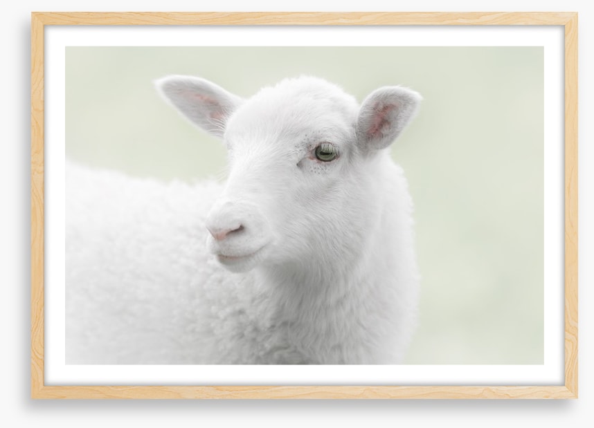 A little sheepish
