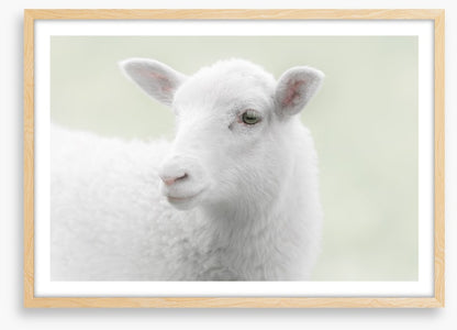 A little sheepish
