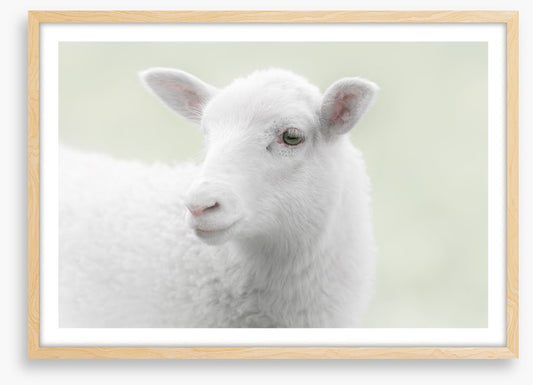 A little sheepish
