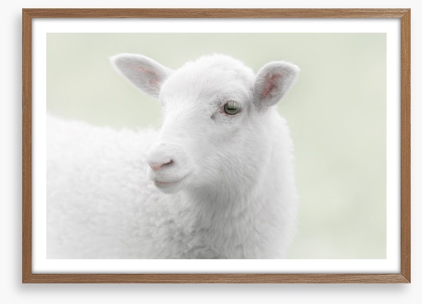 A little sheepish