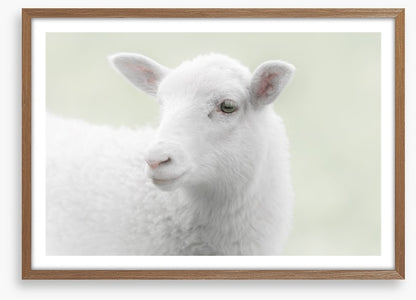 A little sheepish