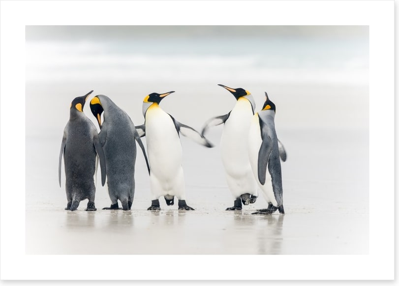Dance of the penguins