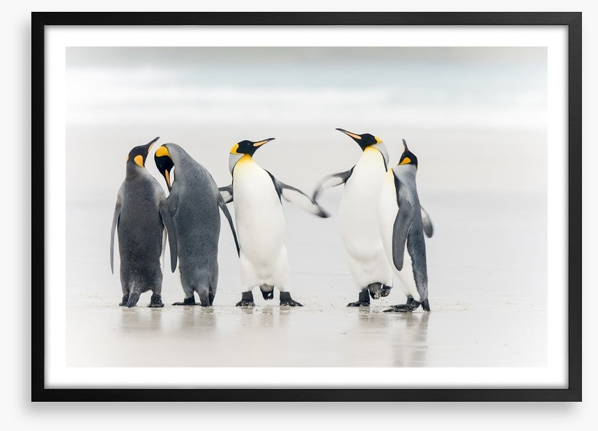 Dance of the penguins