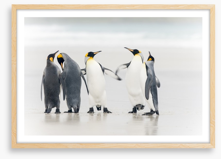 Dance of the penguins