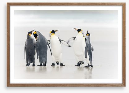 Dance of the penguins