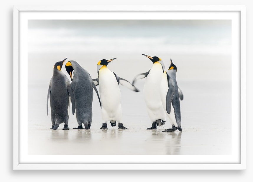 Dance of the penguins