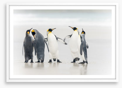Dance of the penguins