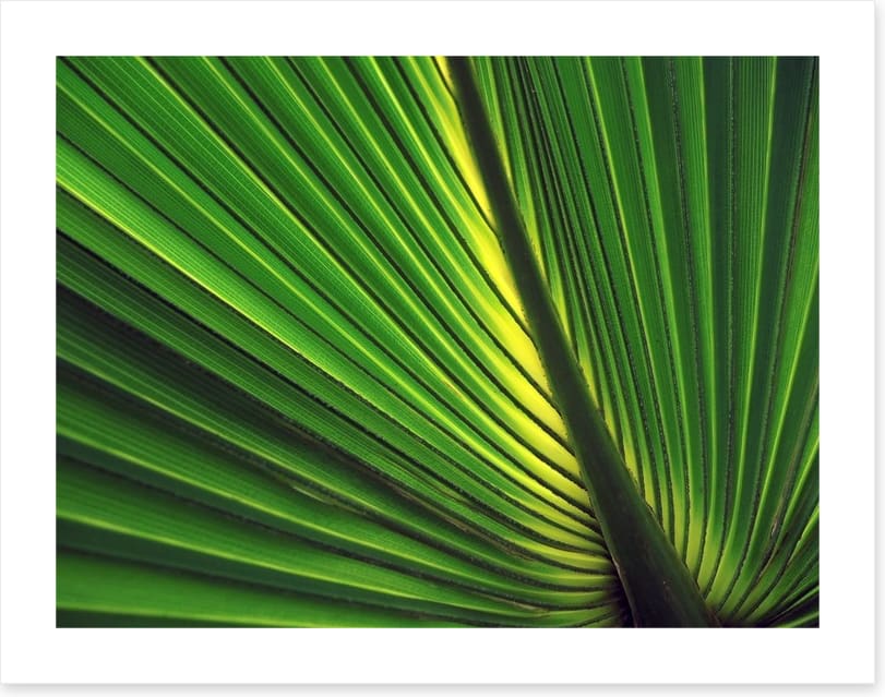 Iridescent palm