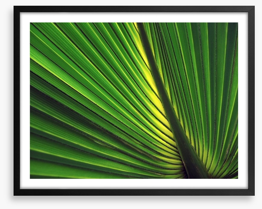 Iridescent palm