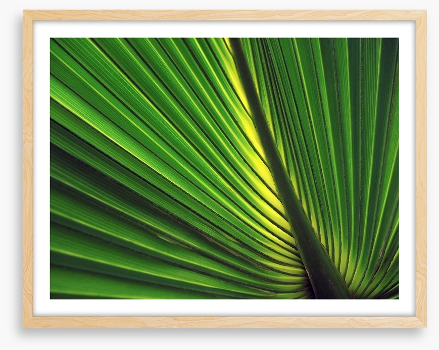 Iridescent palm