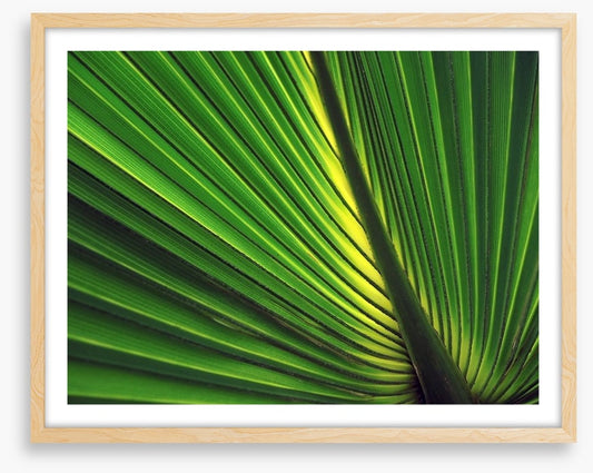 Iridescent palm