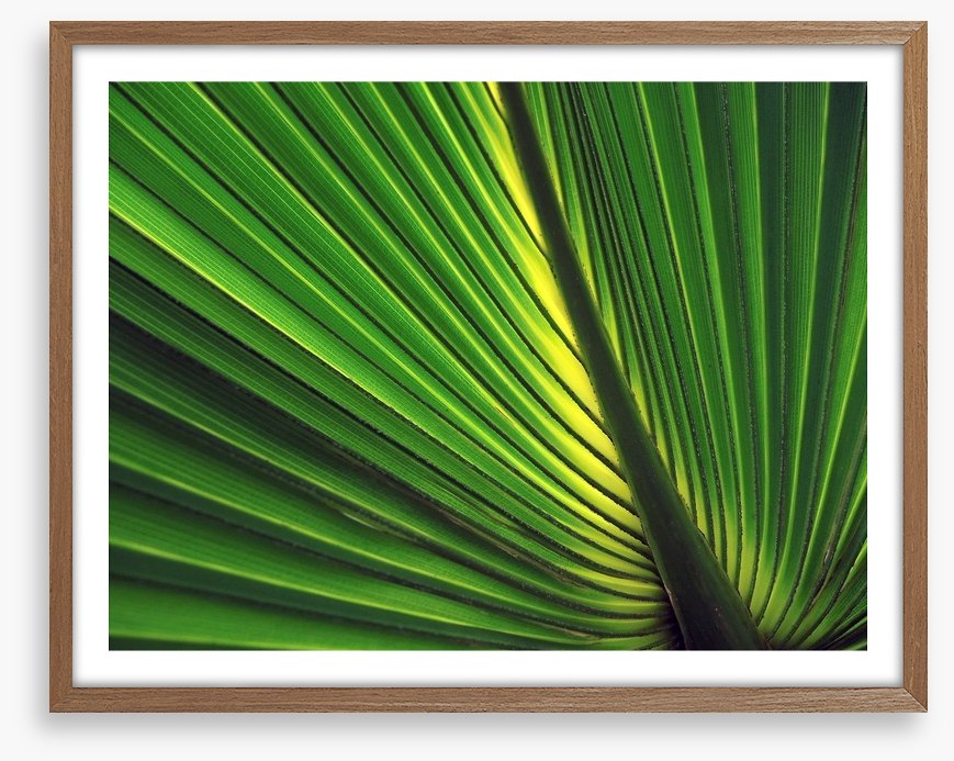 Iridescent palm