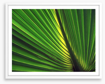 Iridescent palm
