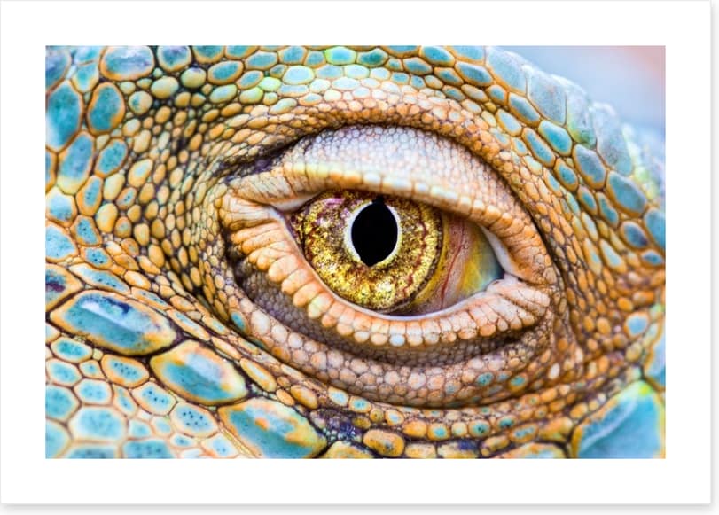 Reptiles / Amphibian