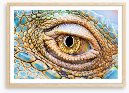 Reptiles / Amphibian