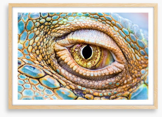 Reptiles / Amphibian