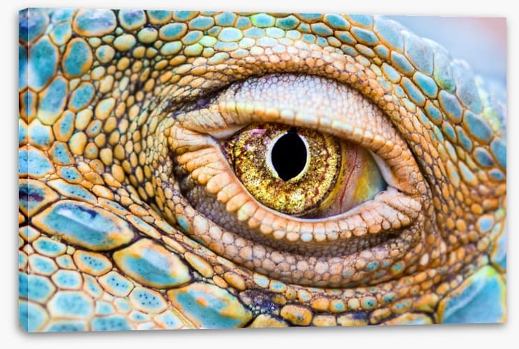 Reptiles / Amphibian
