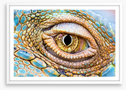 Reptiles / Amphibian