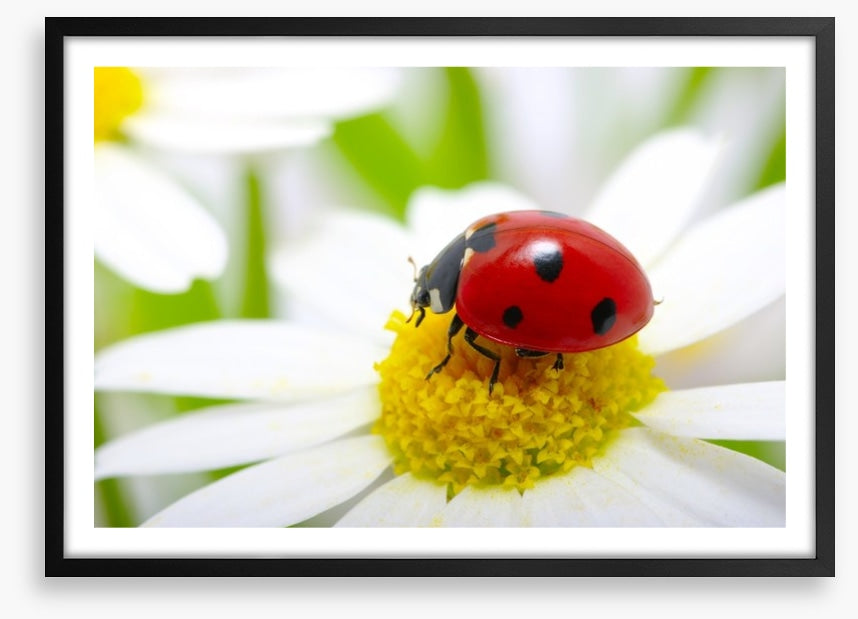 Ladybug daisy