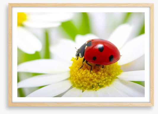 Ladybug daisy