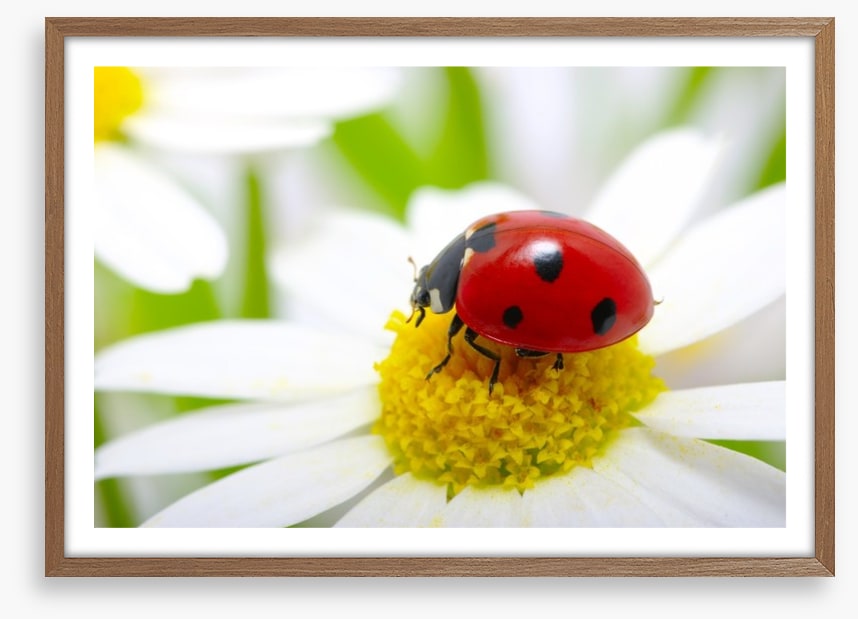 Ladybug daisy