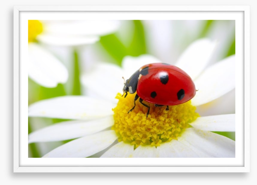Ladybug daisy