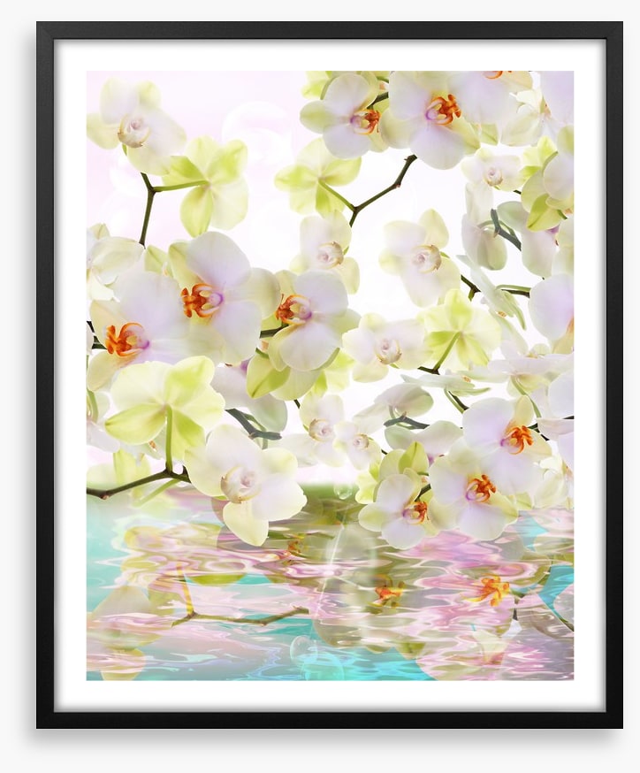 Japanese orchid reflections