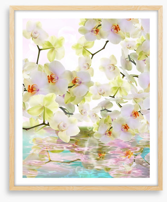 Japanese orchid reflections