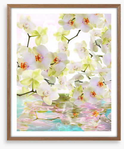 Japanese orchid reflections