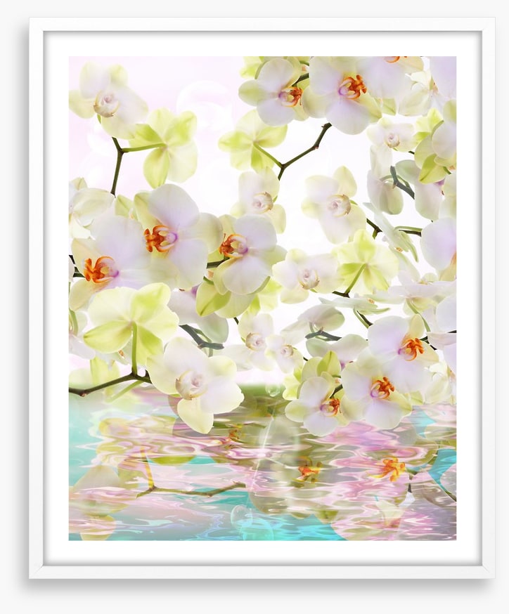 Japanese orchid reflections