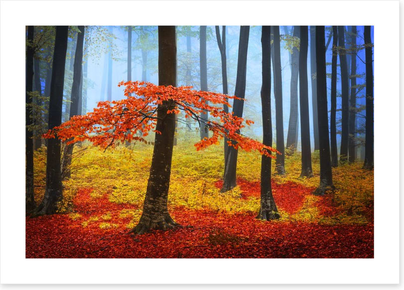 Forests