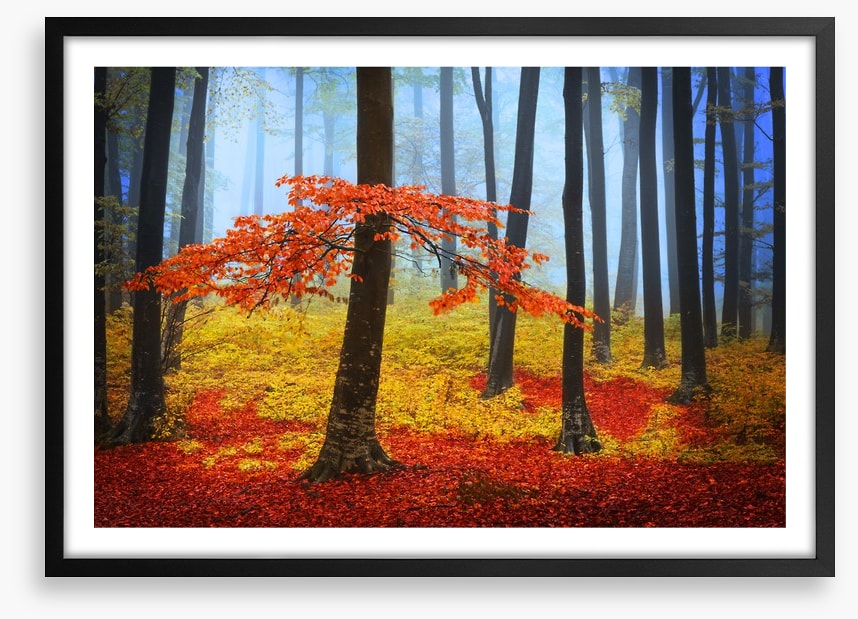 Forests
