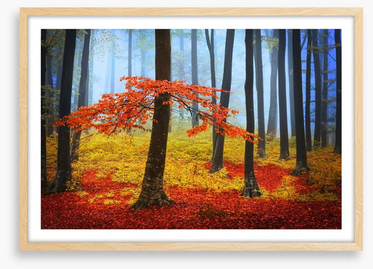 Forests