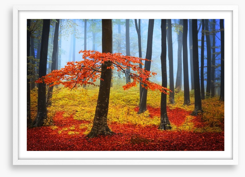 Forests