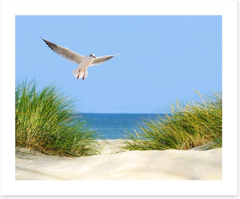 Sand dunes and seagull