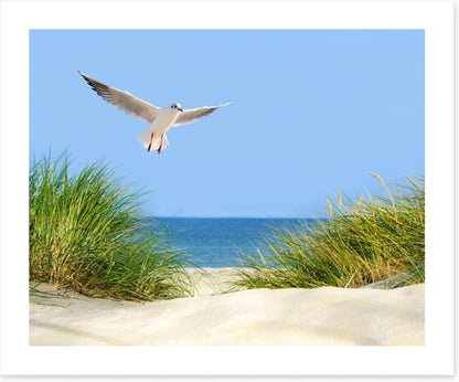 Sand dunes and seagull