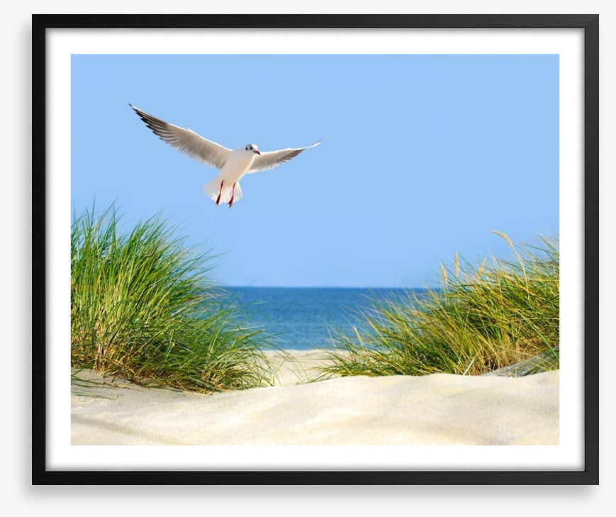 Sand dunes and seagull